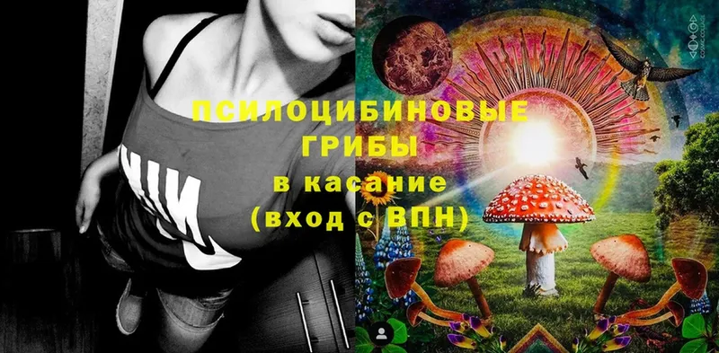 Псилоцибиновые грибы Psilocybe  Тетюши 